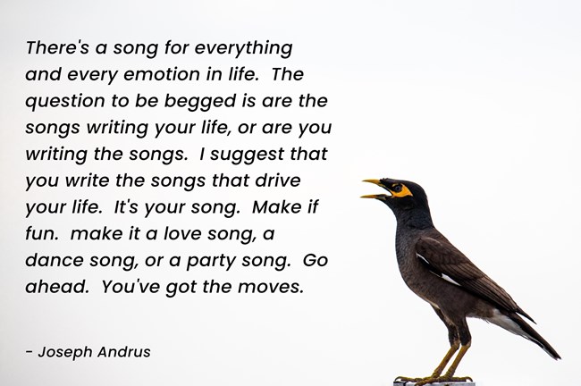 You write the songs of your life